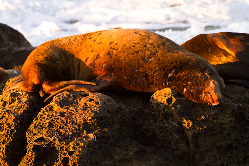 California Sea Lion